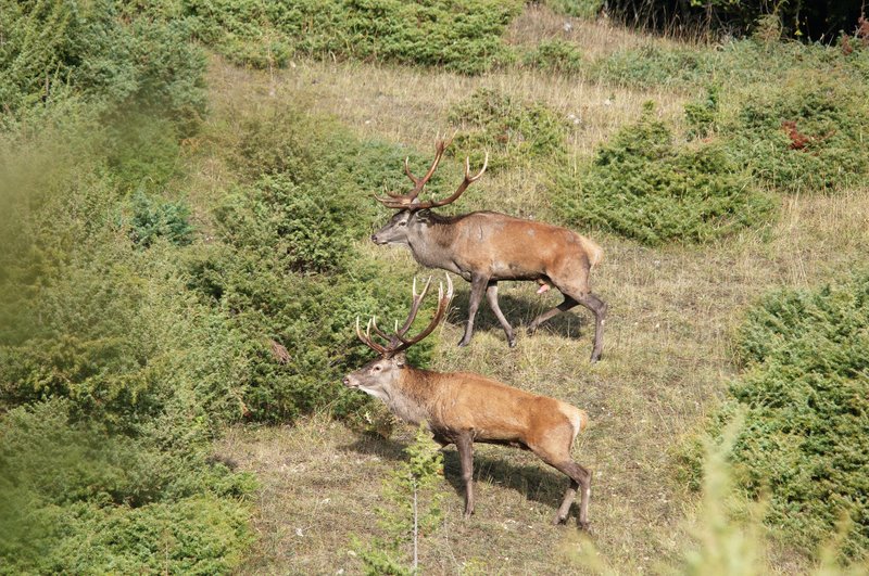 Un''arena molto contesa